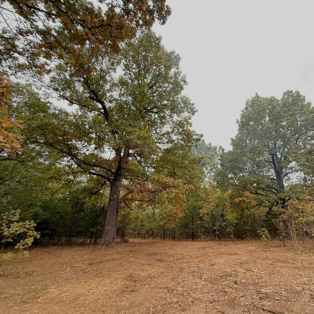 Property after Columbia Land Clearing's forestry mulching services
