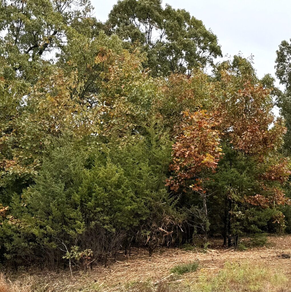 Property before Columbia Land Clearing's forestry mulching services