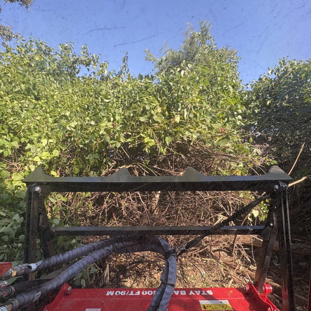 Honeysuckle removal with a skid steer