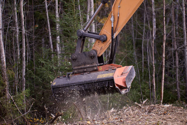 Columbia Land Clearing removing thick undergrowth using mulching
