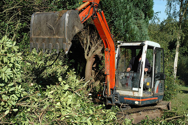 Forestry clearing service performed by Columbia Land Clearing experts