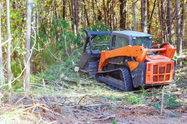Site preparation and land clearing service by Columbia Land Clearing crew