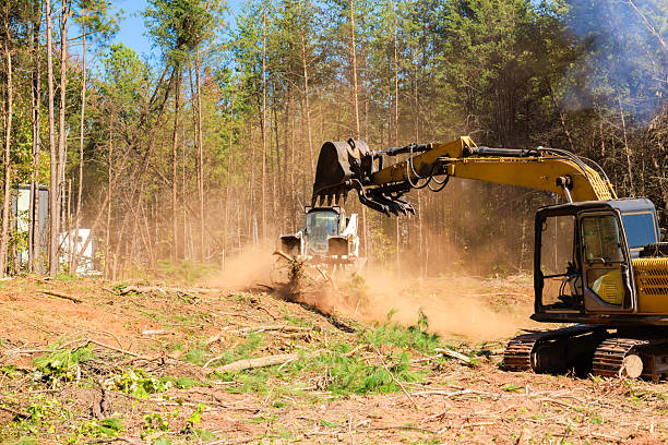 Columbia Land Clearing transforming overgrown land into clean usable space
